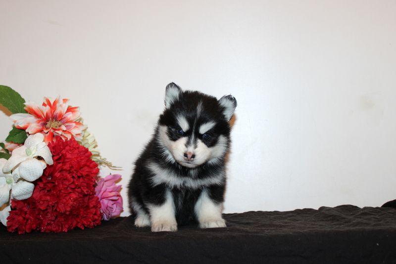 puppy, for, sale, Pomsky, Matthew B. Stoltzfus, dog, breeder, Gap, PA, dog-breeder, puppy-for-sale, forsale, nearby, find, puppyfind, locator, puppylocator, aca
